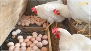 تطور جديد.. سعر الفراخ البيضاء اليوم الأحد يخالف التوقعات مفاجأة في الأسواق 1